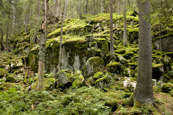 Foret des Tertres.jpg